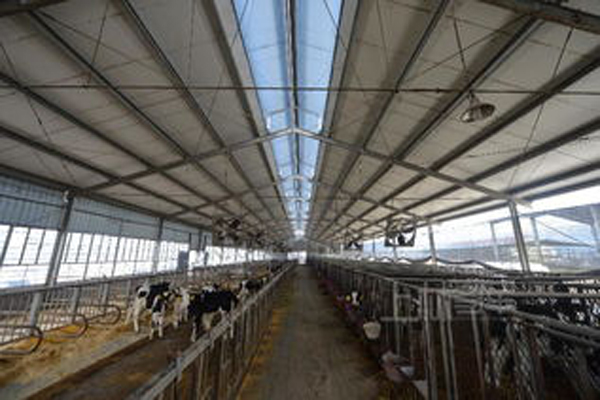 烏拉圭標(biāo)準(zhǔn)養(yǎng)牛場鋼結(jié)構(gòu)廠房